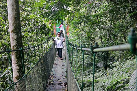 Image result for Western Java Rain Forests Conservation