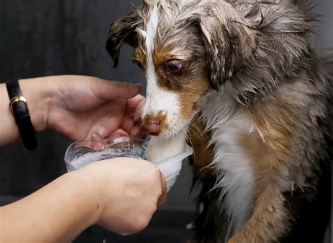 Pets living the luxury life - nj.com