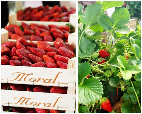 erdbeer-eistee-eine-reise-zu-den-erdbeeren-nach-andalusien-ich-liebe ...