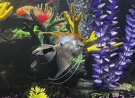 Python Aquarium System 的图像结果