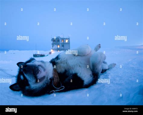 Greenland sled dog, husky rolling in the snow at Mestersvig, North east ...