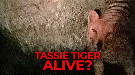 Sightings Of The Tasmanian Tiger