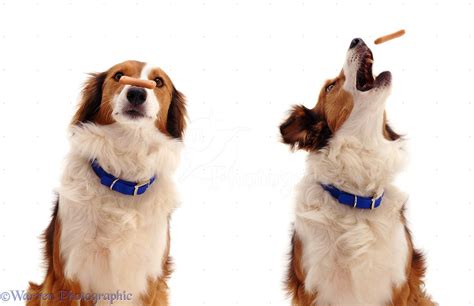 Border Collie Trick Training 的图像结果