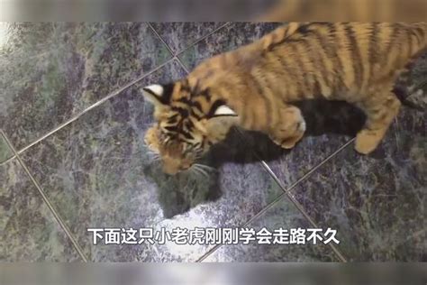 广州动物园建园60周年纪录片《我的城，我的动物园》|广州动物园|饲养员|动物园_新浪新闻