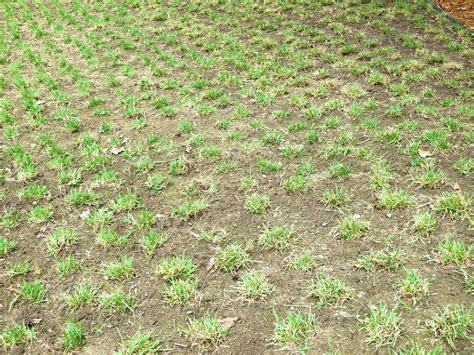 My Zoysia Grass Plugs Bring All The Boys To The Yard — Build With a Bang