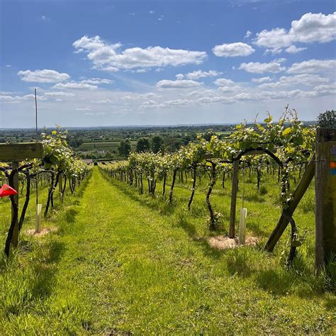 WRAXALL VINEYARD (2026) All You Need to Know BEFORE You Go (with Photos ...