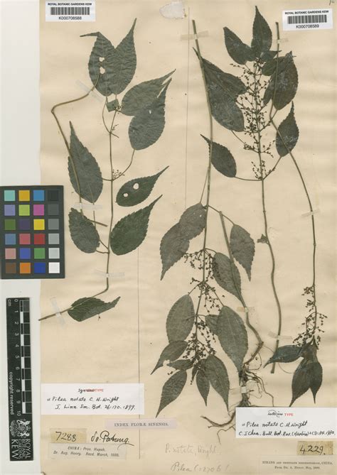 Pilea notata C.H.Wright | Plants of the World Online | Kew Science