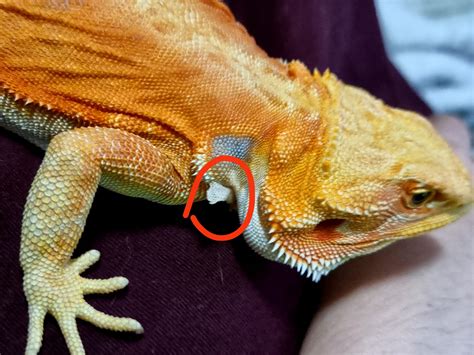 What Does Stuck Shed Look Like on a Bearded Dragon - 2024 Petsical
