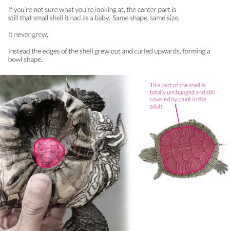 Image result for Tortoishell Split Mod