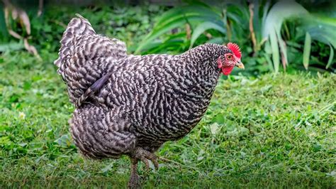 Plymouth Barred Rock Chicken Breed Guide: Must-Read!
