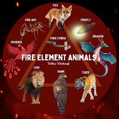 Fire Element Animals | Animal Totem Spirit Guides
