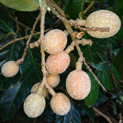 Madhubilata (Stixis Suaveolens) Fruit Plant (Home & Garden Plants ...