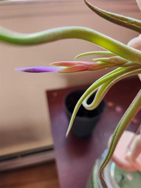 Flowering Air Plants 的图像结果