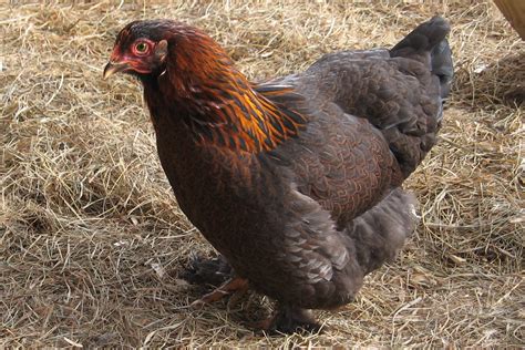 Partridge Cochin | BackYard Chickens - Learn How to Raise Chickens