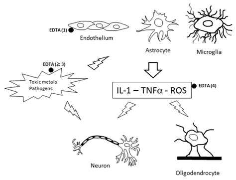 EDTA Chelation Therapy for the Treatment of Neurotoxicity | MDPI
