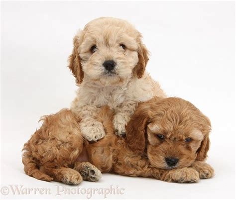 Image result for Cockapoo Light Brown