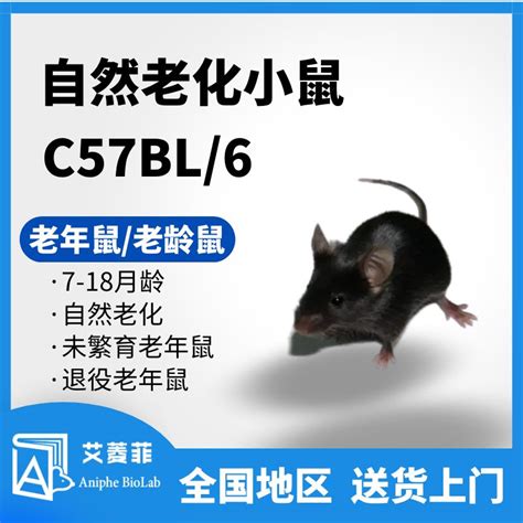C57老年鼠 老龄鼠 老龄化小鼠 7-24月龄 雌/雄价格_品牌:-丁香通官网