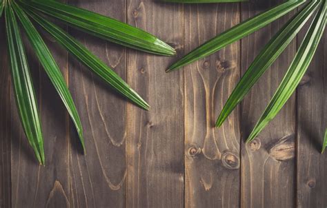 Wallpaper leaves, background, tree, Board, wood, texture, leaves for ...