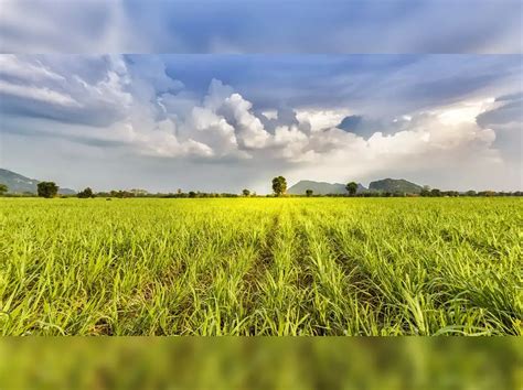 global biofuel alliance: Food versus fuel: Global Biofuel Alliance ...