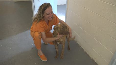 Stray dogs and inmates heal together inside Navajo County Jail | 12news.com