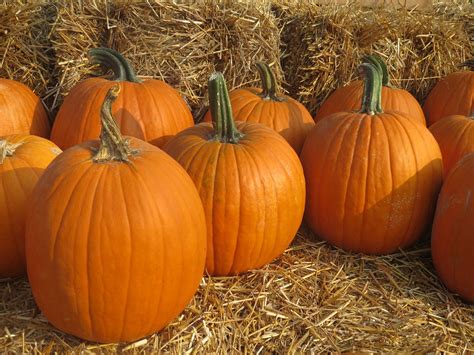 Halloween Pumpkin Patch Corn Maze Lloyd Family Farms | Pumpkins for ...