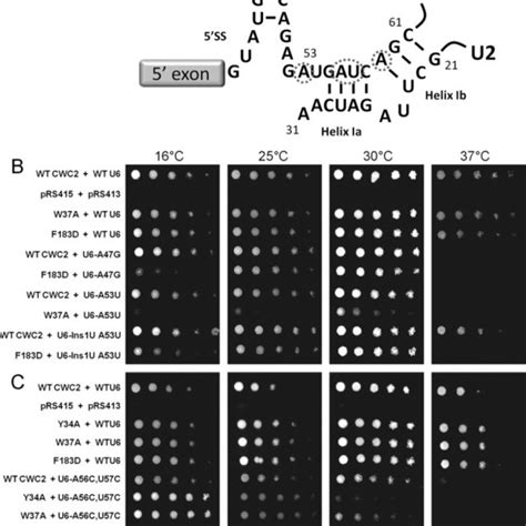 Image result for CWC DNA