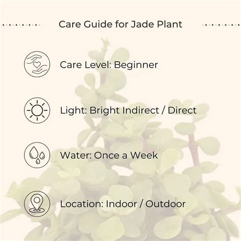 Jade Plant (Small) in Golden Metal Pot – Greenkin