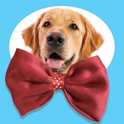 Handmade Bow Tie - Worth Rs.199 - Papa Pawsome
