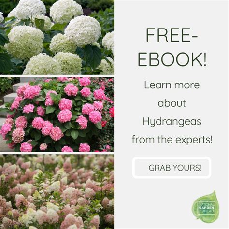 Hydrangeas Winter Care - Pruning - Deadhead - Cold Protection