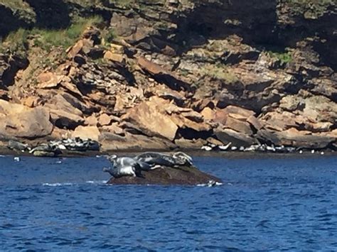 Donelda's Puffin Boat Tours (Englishtown) - 2021 What to Know Before ...