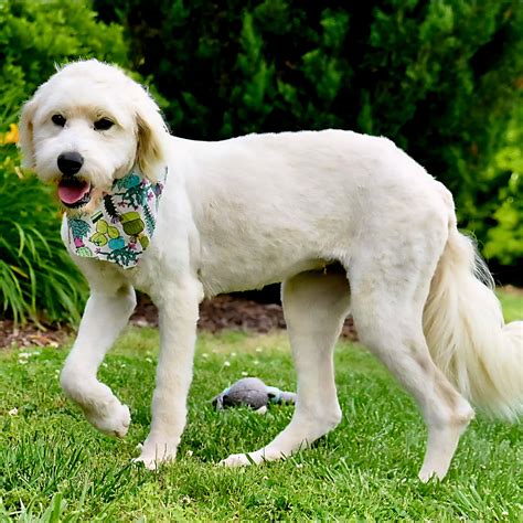 Critter Cavalry Rescue (CCR) (@crittercavalry) • Instagram photos and ...