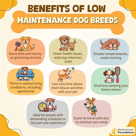 7 Ideal Low-Maintenance Dog Breeds For Active People