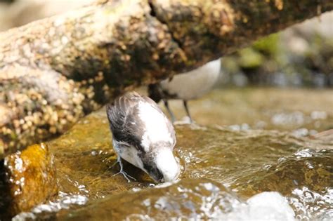 Image result for Bird Exploding Drinking Elcsta Water