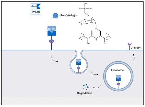 Central Nervous System Targeted Protein Degraders