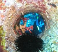 Spring beneath the sea!! @ Island Losinj - ASL Agency