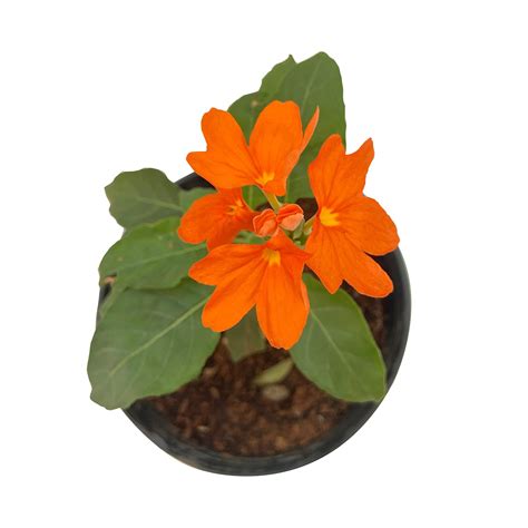 Delhi Kanakambaram/Firecracker Flower – Indian Gardens