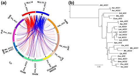 Legume Cytosolic and Plastid Acetyl-Coenzyme—A Carboxylase Genes Differ ...