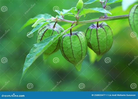 Golden Berry Aka Groundcherry Fruit Plant Stock Image - Image of grass ...