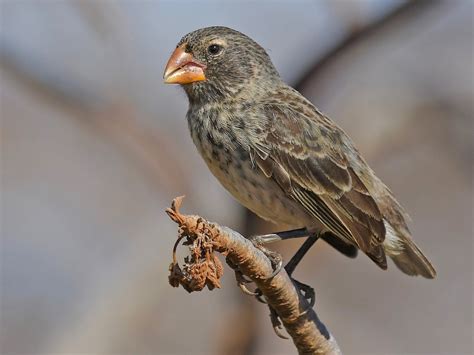 Medium Ground-Finch - eBird