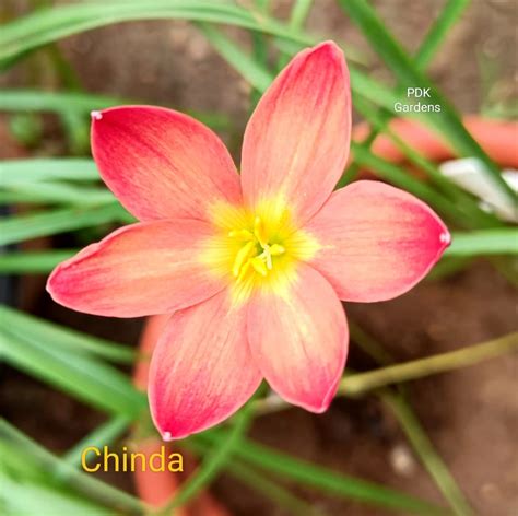China rain rain Lily bulb – ASHIYANA STORE