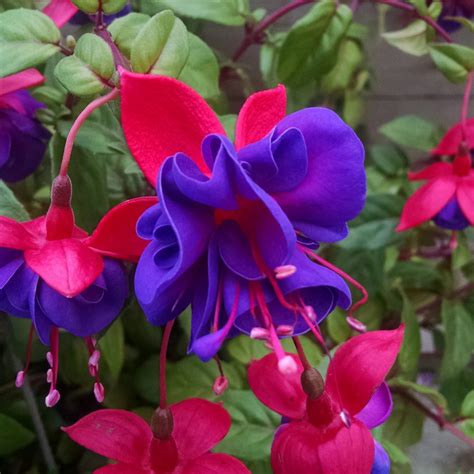 Rare Flowering Plants – Bees Plant Hub