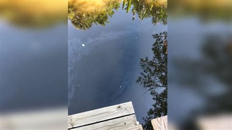 Florida man jumps in canal, pries his dog out of alligator’s jaws