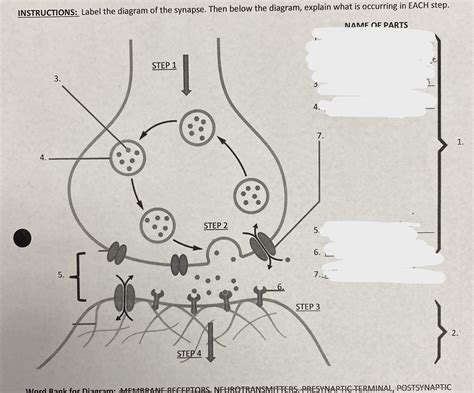 The Synapse Labeled 的图像结果