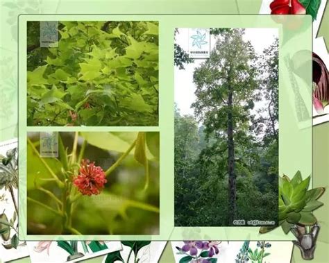 100种常见园林植物图鉴-景观设计-筑龙园林景观论坛