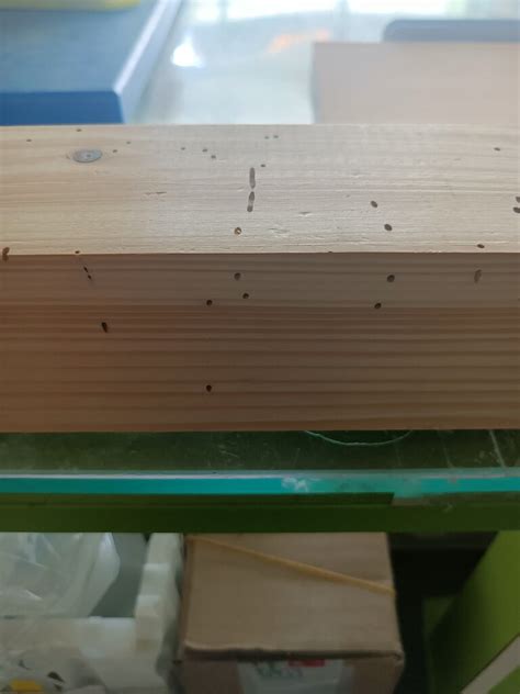 Bichos en la madera - Maderas y otros materiales - Foromadera