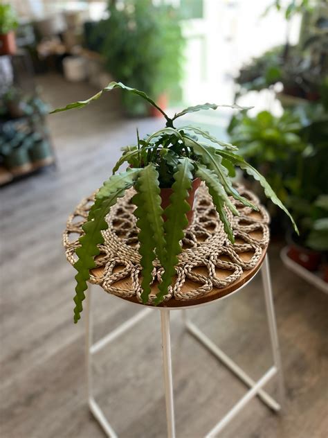 Fishbone Cacti – Fuchsia Green Shop