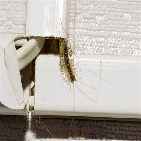 Homeowner's Guide to House Centipedes | Family Handyman