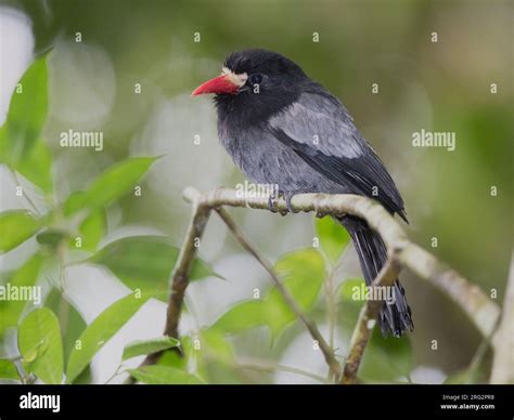 White-fronted Nunbird (Monasa morphoeus pallescens) at Darien National ...