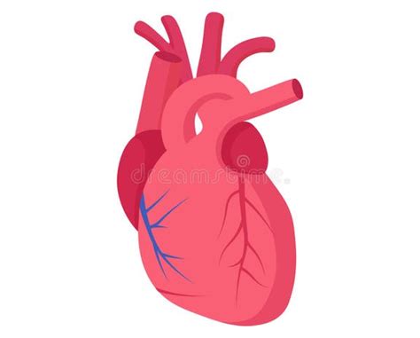 Image result for Cardiovascular System Cartoon