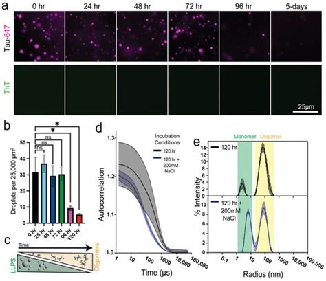 Tau Oligomers Resist Phase Separation